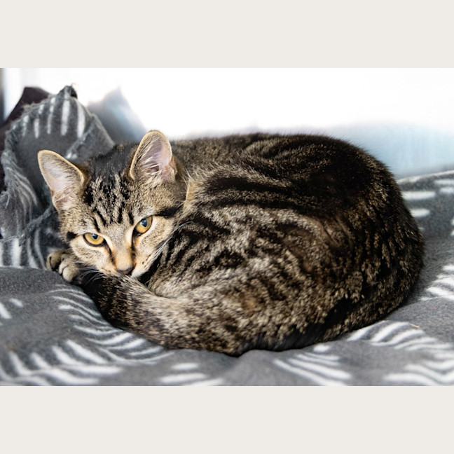 Photo of Princess Rosevale