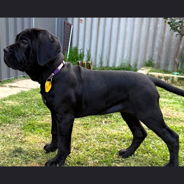 Photo of Shadow