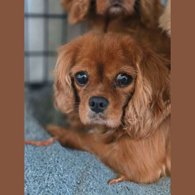 Photo of Jazzie