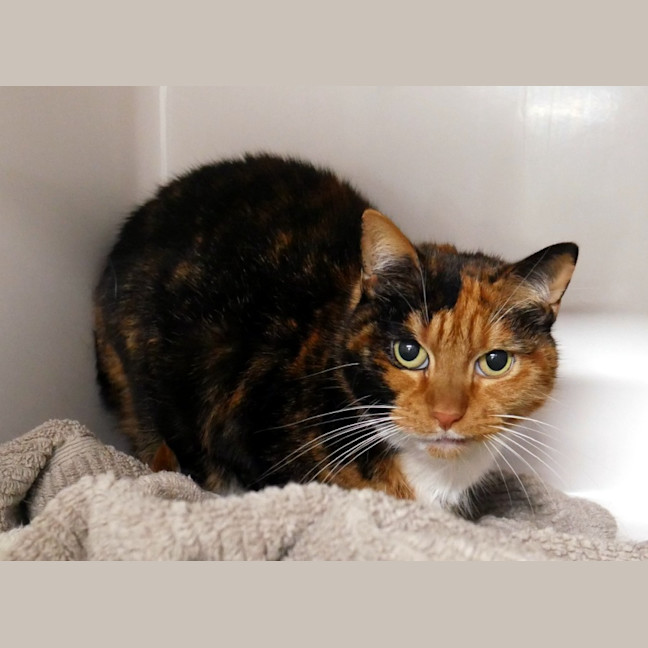 Photo of Nala Rsua004201