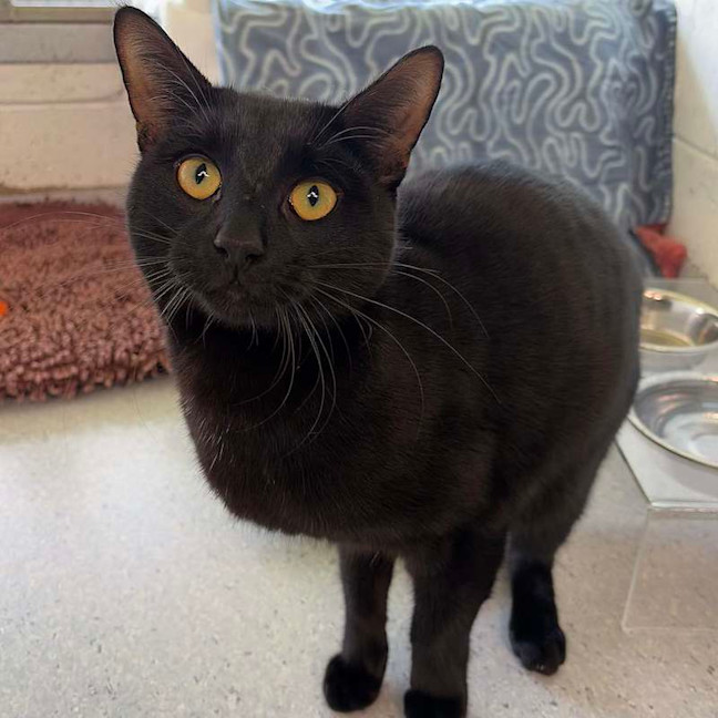 Photo of Binx
