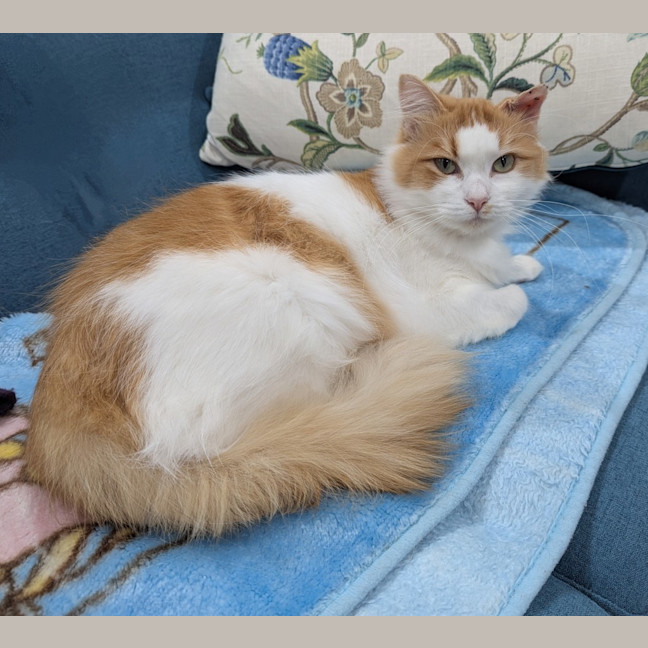 Photo of Harmony Was Miss Catberry Jam