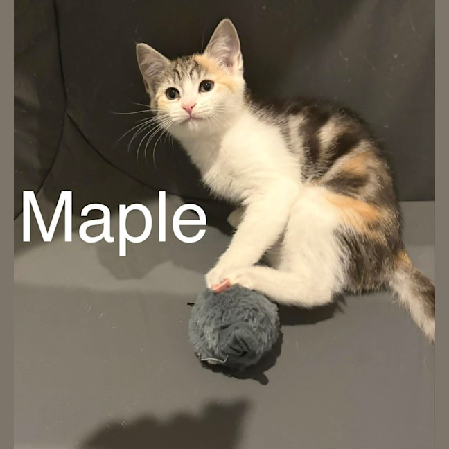 Photo of Maple