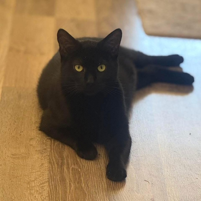 Photo of 11532   Bessie