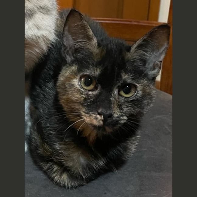Photo of Tabitha Torti