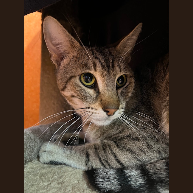 Photo of Bean