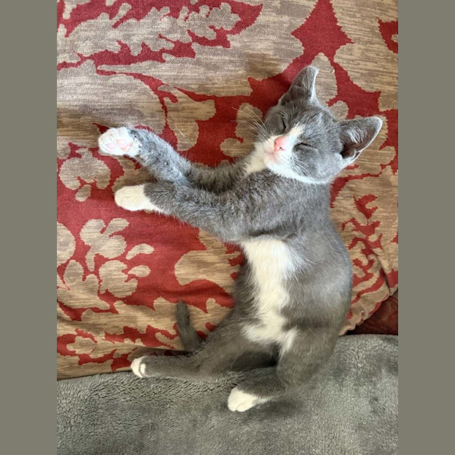 Photo of Mittens   Meet Me At The Adoption Day 28/2