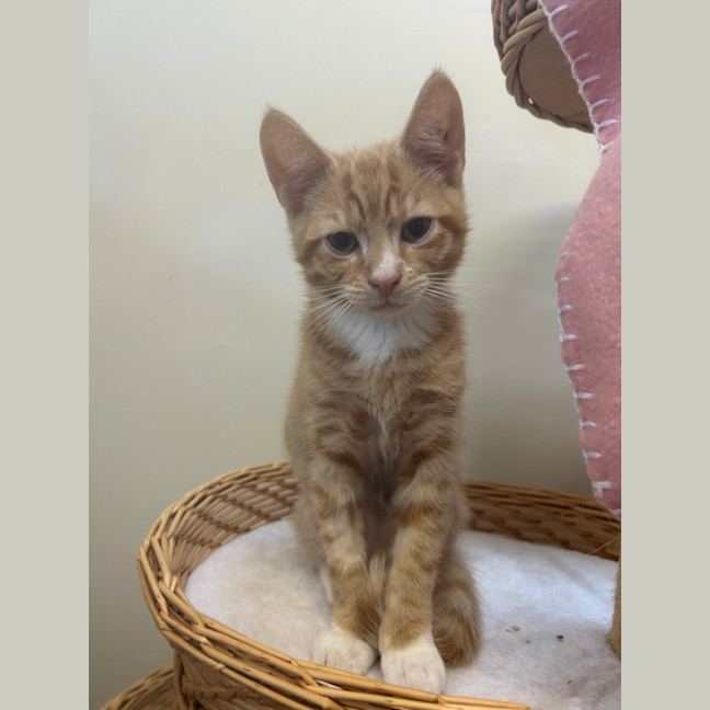 Photo of Bartholomeow