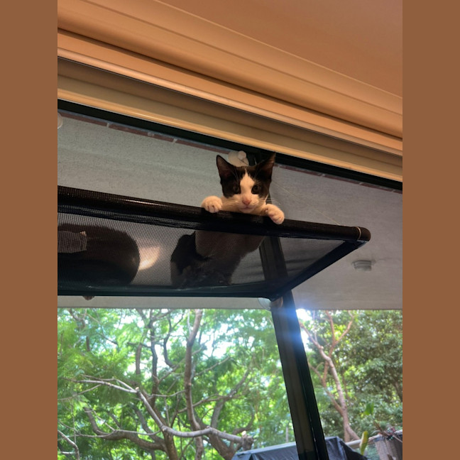 Photo of Hatchie