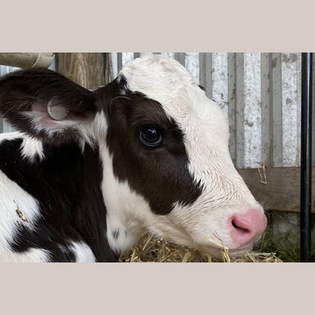 Photo of Benson And Arthur