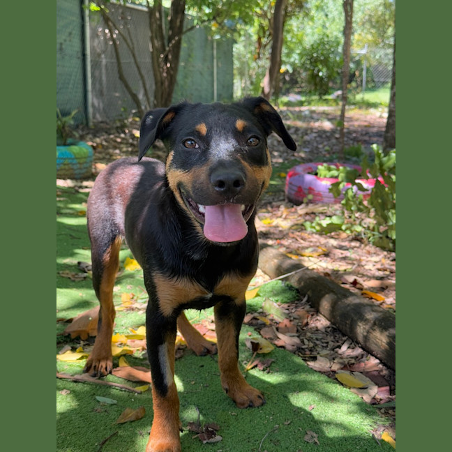 Photo of Moose (Ex Floyd)