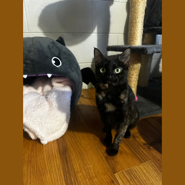 Photo of Raven