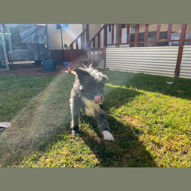 Photo of Alfie
