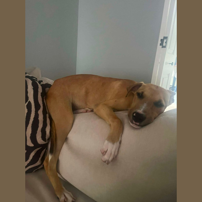 Photo of Tommy   6 Month Old Mastiff