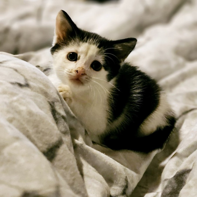 Photo of Creme