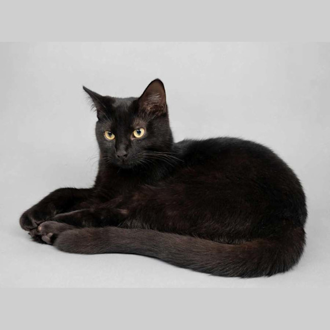 Photo of Kahlua 