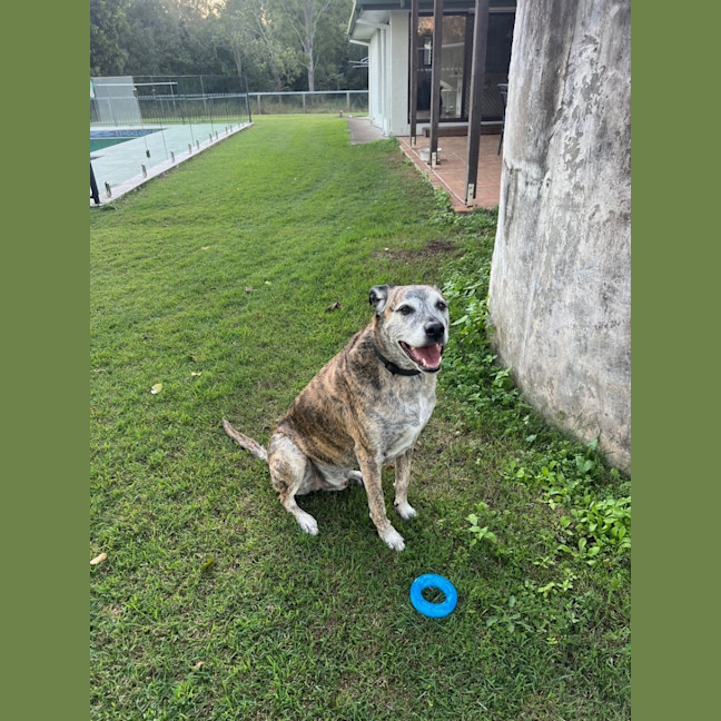 Photo of Mate *$150 Adoption Fee*