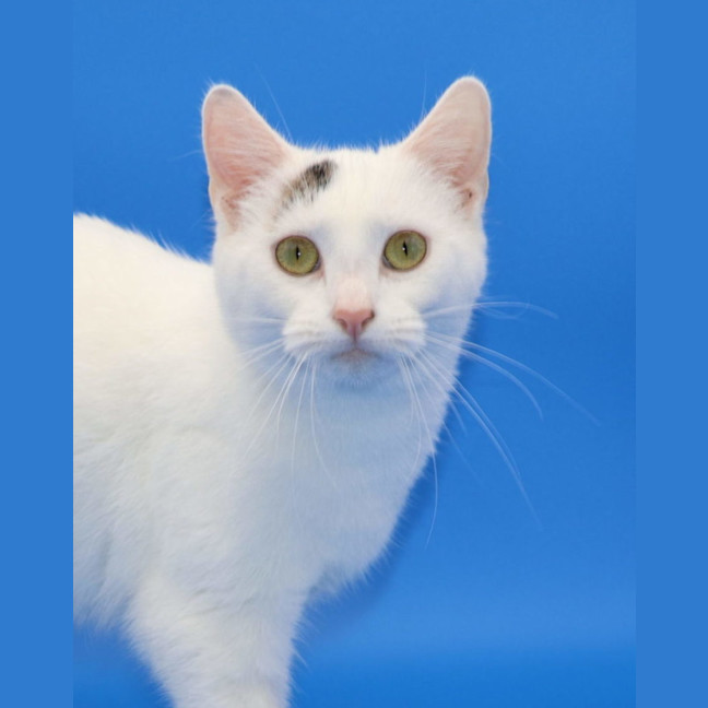 Photo of Emelia   Now Available At Pet Quarters Morisset