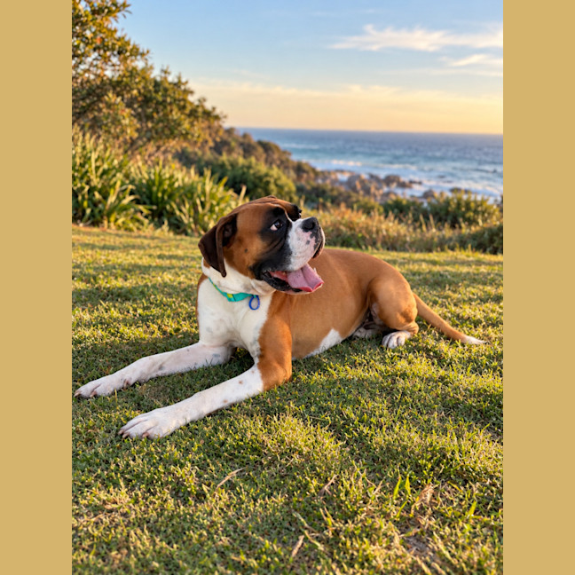 Photo of Moose   2.5 Year Old Boxer