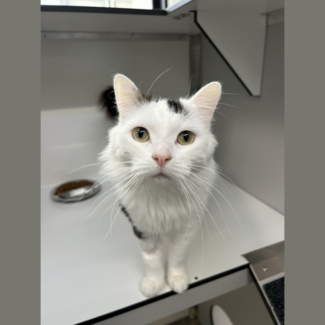 Photo of Gatsby