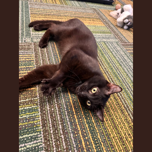 Photo of Shadow