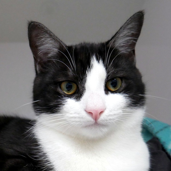Photo of Maximus Rsuk014648