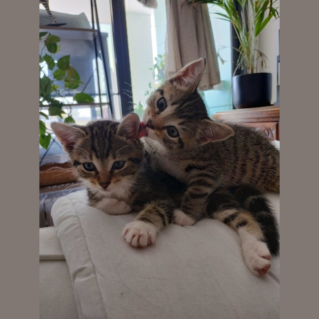 Photo of Stellar And Suki 