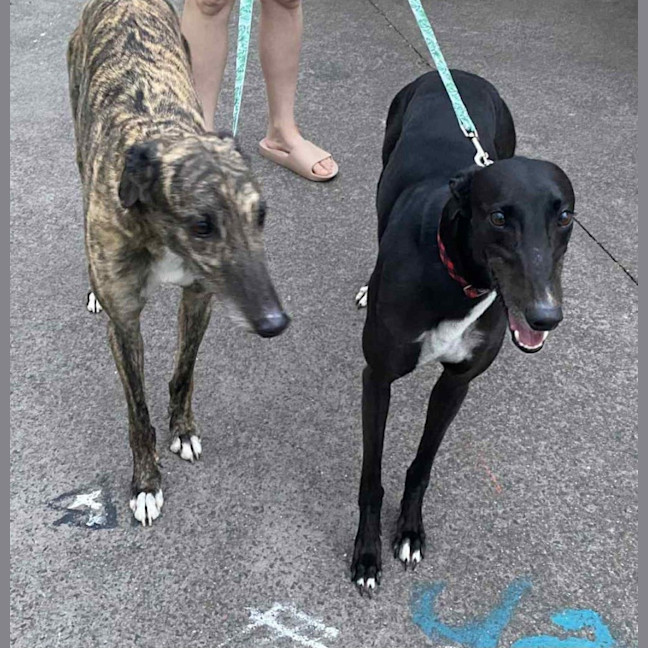 Photo of Roxy (With Rocky)