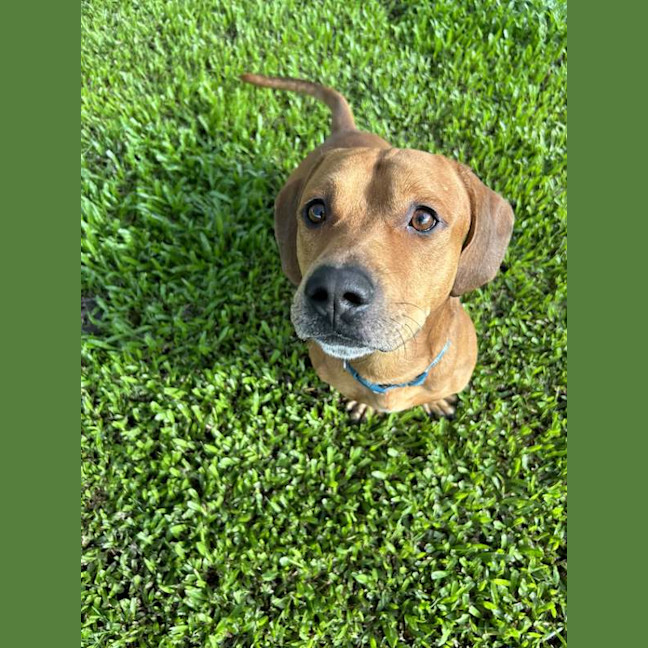 Photo of Bruno
