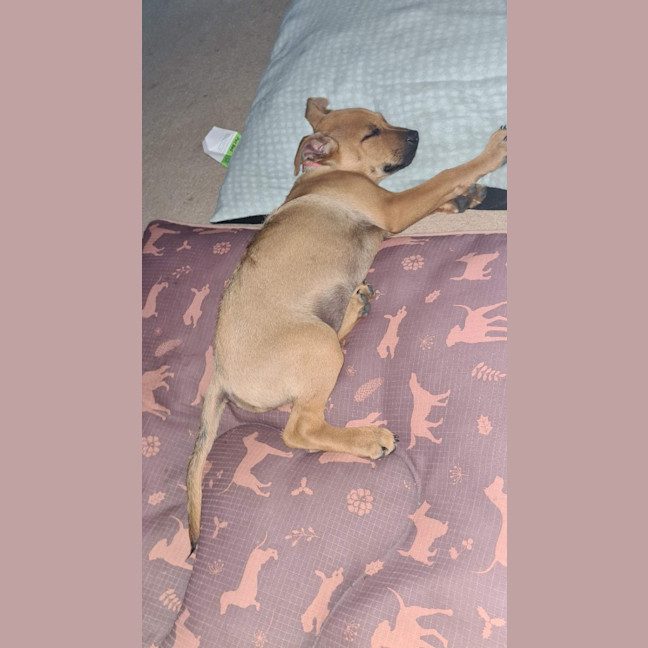 Photo of Tilly (Tandi)