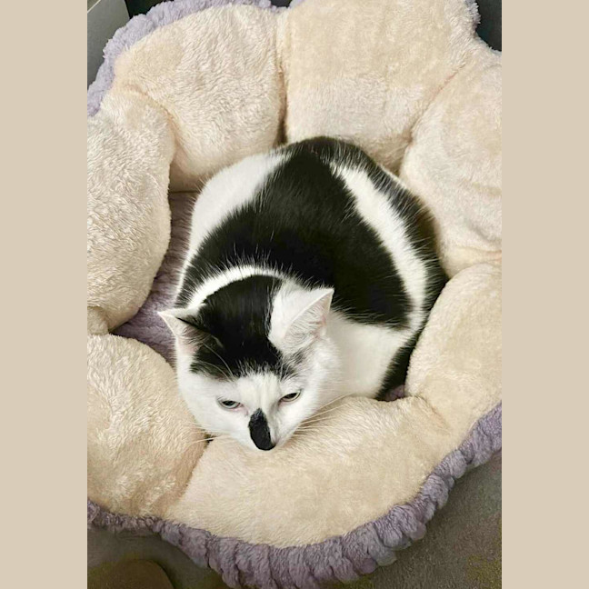 Photo of Moo Moo