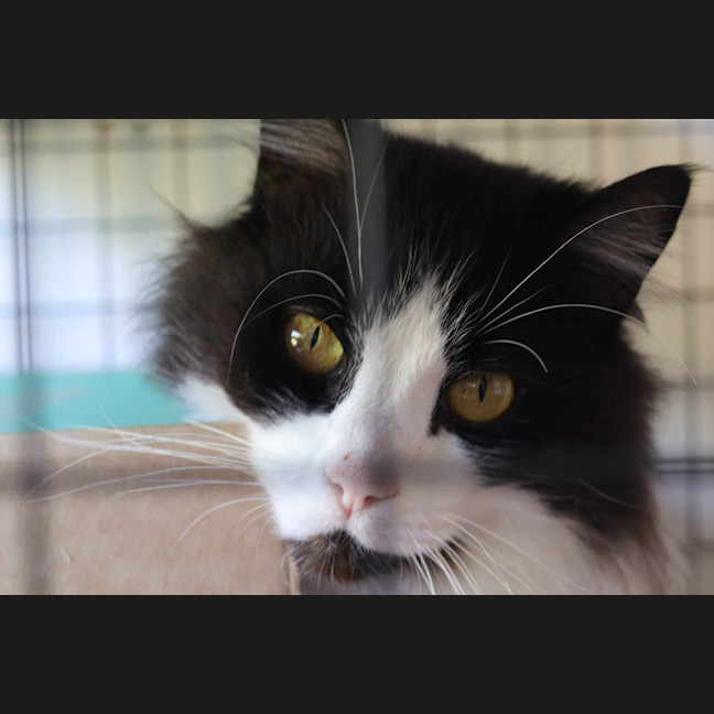 Photo of Chase Brushtail