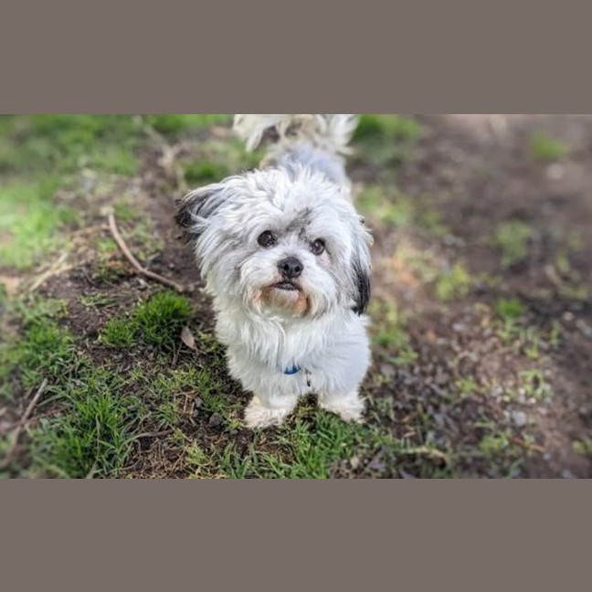 Photo of Bobo