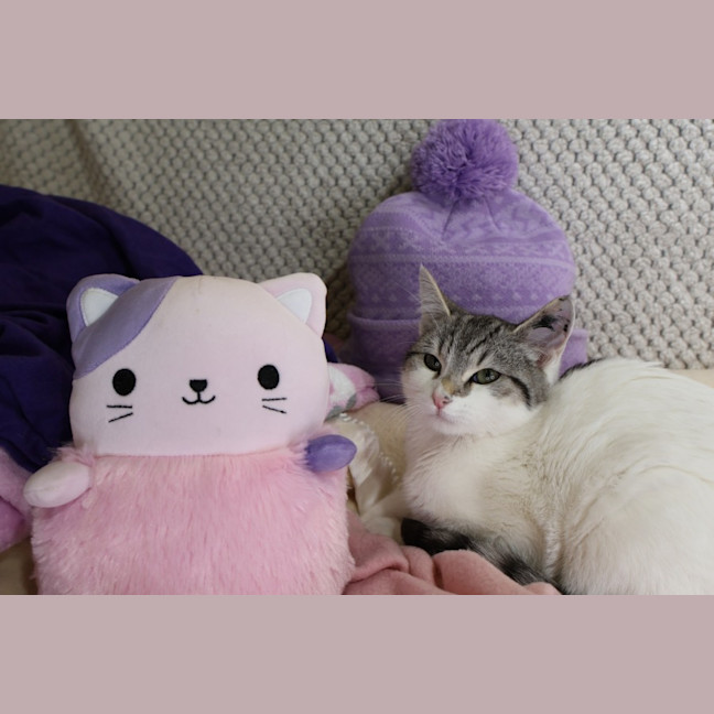 Photo of Rhinestone
