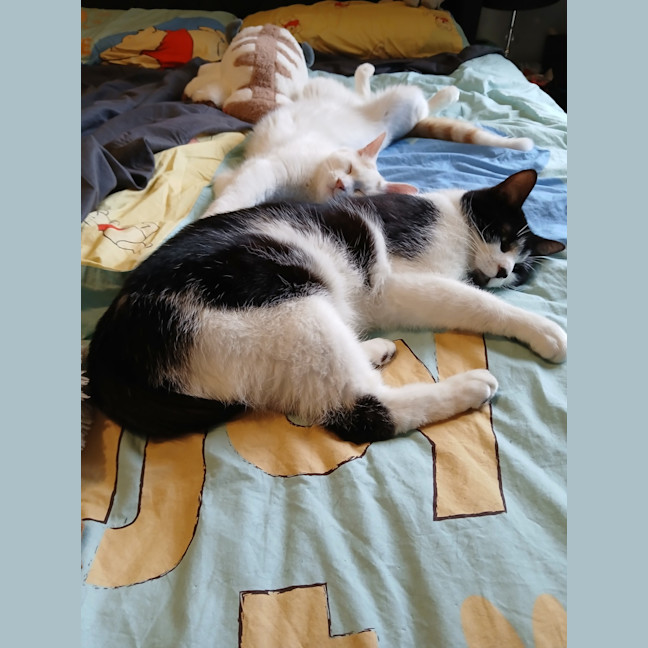 Photo of Ripley 🐾