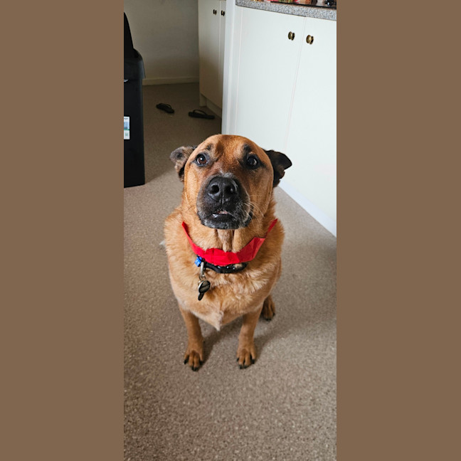 Photo of Rus   5 Year Old Cattle Dog