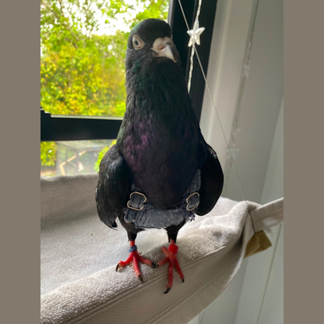 Photo of Magic Oilspill