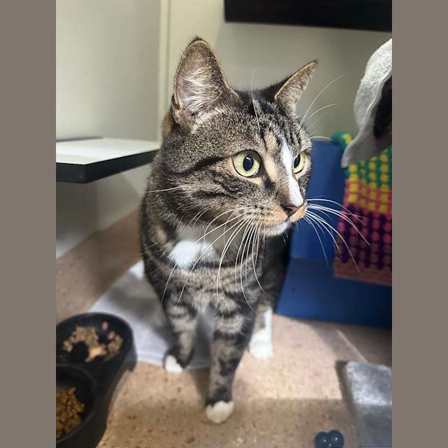 Photo of Thor