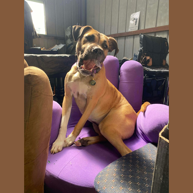 Photo of Lemon Meringue