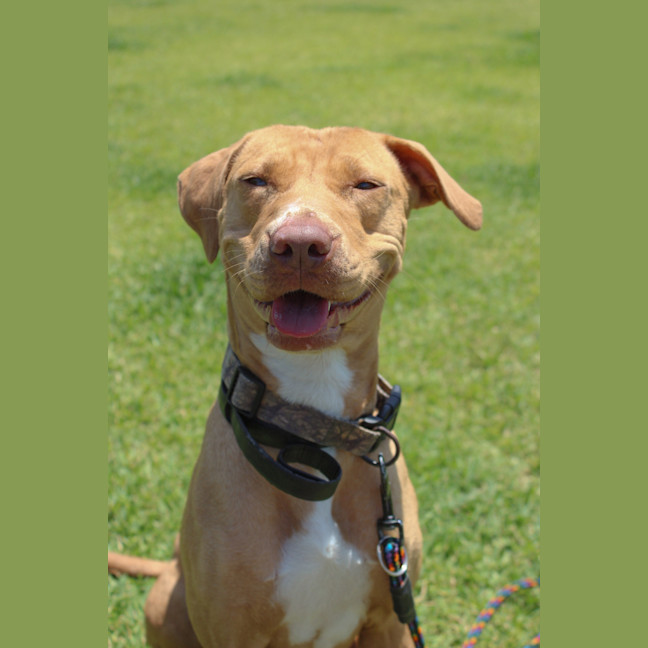 Photo of Honey