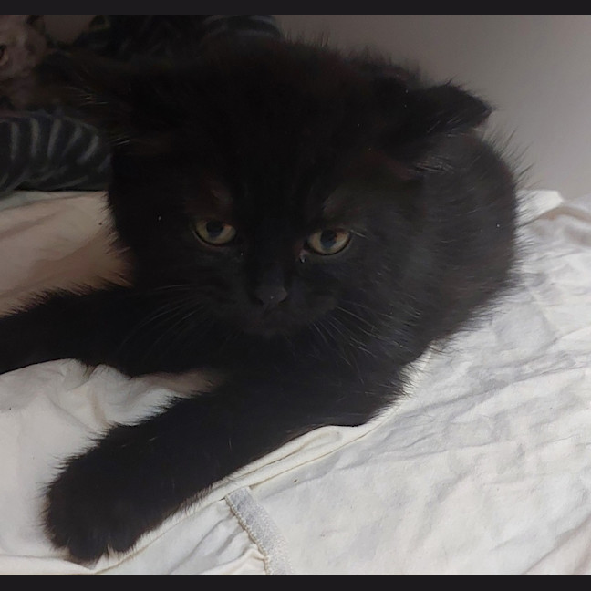 Photo of Opie