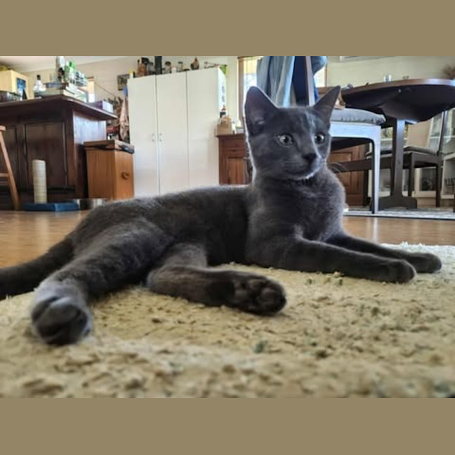 Photo of Smokie