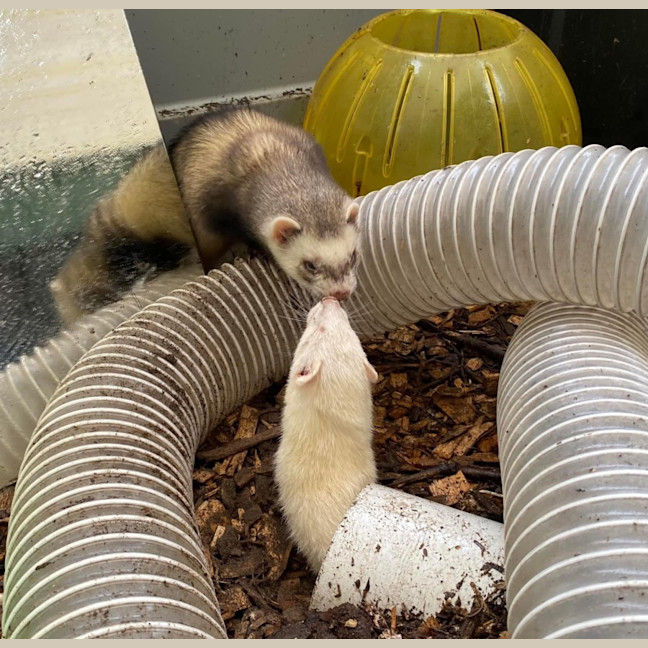 Photo of Pancake & Duckie