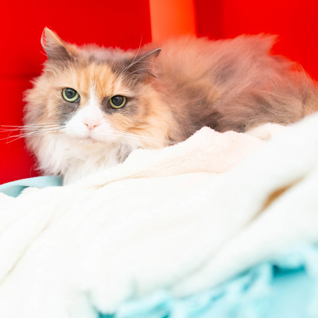 Photo of Zelda