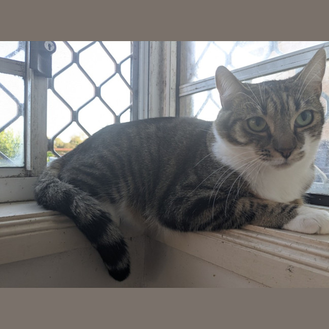 Photo of Stitch