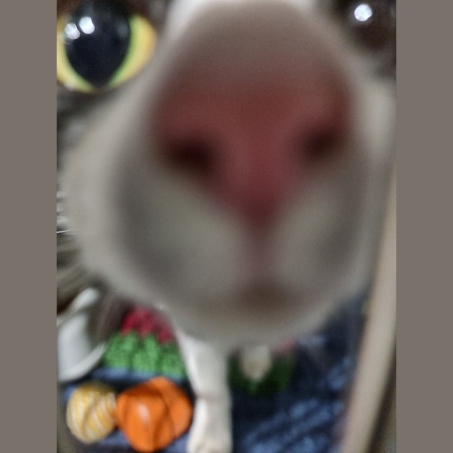 Photo of Moggy