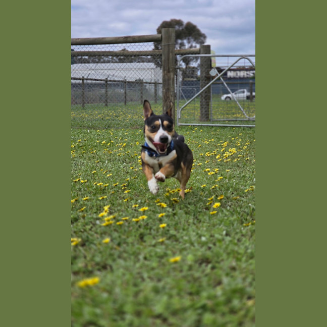 Photo of Boss