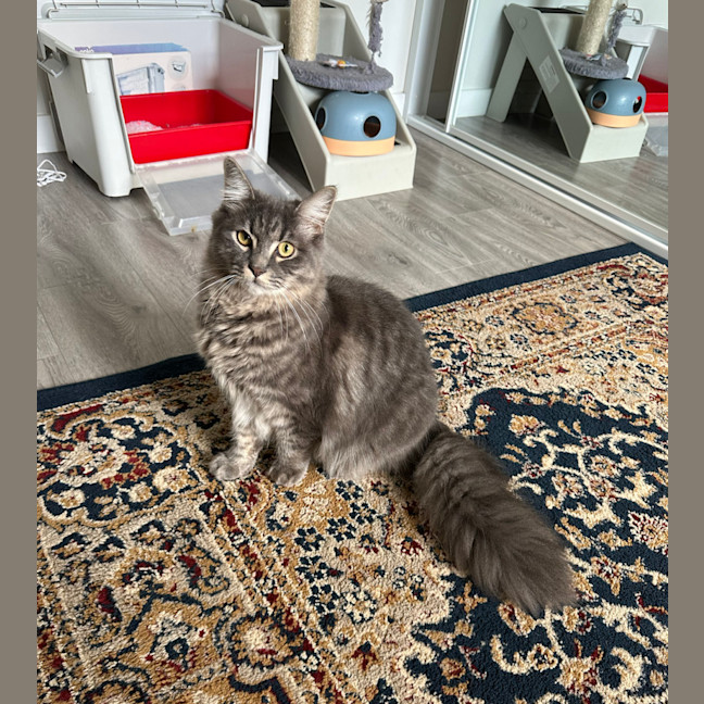 Photo of Floofball