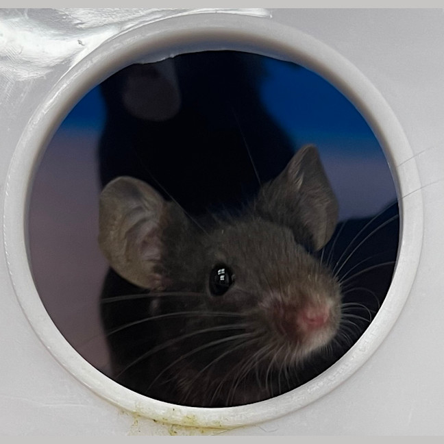 Photo of Havarti