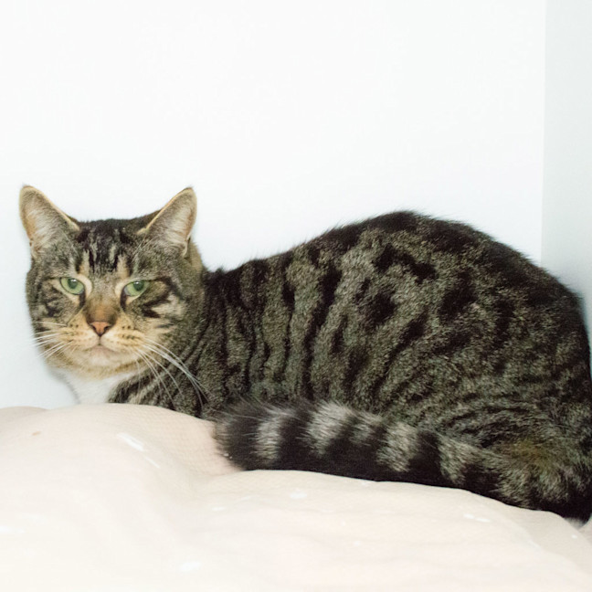 Photo of Dexter